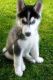 Siberian Husky Puppies for sale in Benson, AZ, USA. price: NA