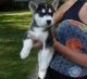 Siberian Husky Puppies for sale in Knoxville, TN, USA. price: $350
