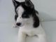 Siberian Husky Puppies for sale in Fort Collins, CO, USA. price: $300