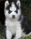 Siberian Husky Puppies for sale in Aransas Pass, TX, USA. price: NA