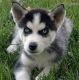Siberian Husky Puppies for sale in Avalon, TX, USA. price: NA