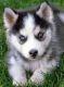 Siberian Husky Puppies for sale in Carey, TX 79201, USA. price: NA