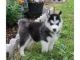 Siberian Husky Puppies for sale in Baxley, GA 31513, USA. price: NA