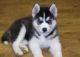 Siberian Husky Puppies for sale in Blackshear, GA 31516, USA. price: NA
