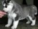 Siberian Husky Puppies for sale in Ailey, GA, USA. price: NA