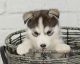 Siberian Husky Puppies for sale in Round Rock, TX, USA. price: $520