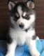 Siberian Husky Puppies for sale in Bowie, AZ 85605, USA. price: NA