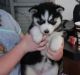 Siberian Husky Puppies for sale in Casas Adobes, AZ, USA. price: NA