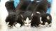 Siberian Husky Puppies for sale in St John, KS 67576, USA. price: NA
