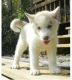 Siberian Husky Puppies for sale in Gilbert, AZ, USA. price: NA