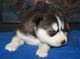 Siberian Husky Puppies for sale in West Palm Beach, FL, USA. price: NA