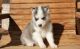 Siberian Husky Puppies for sale in Alakanuk, AK, USA. price: NA