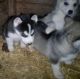 Siberian Husky Puppies for sale in Kirkland, WA, USA. price: NA