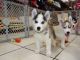 Siberian Husky Puppies for sale in Delaware, AR 72835, USA. price: NA