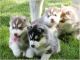 Siberian Husky Puppies for sale in Belgreen, AL 35653, USA. price: NA