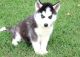 Siberian Husky Puppies for sale in Arnold's Cove, NL, Canada. price: NA