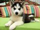Siberian Husky Puppies for sale in East Midlands Helicopters, Oaklands, Loughborough Rd, Costock, Loughborough, Nottinghamshire LE12 6XB, UK. price: NA