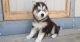 Siberian Husky Puppies for sale in Fort Simpson, NT X0E, Canada. price: NA