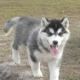 Siberian Husky Puppies for sale in Evansville, IN, USA. price: NA