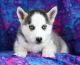 Siberian Husky Puppies for sale in Iron Springs, AZ 86305, USA. price: NA