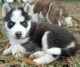 Siberian Husky Puppies for sale in Mormon Lake, Arizona 86038, USA. price: NA
