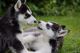 Siberian Husky Puppies for sale in La Sal, UT 84530, USA. price: NA
