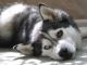 Siberian Husky Puppies for sale in Downey, CA, USA. price: NA