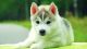 Siberian Husky Puppies for sale in Glendale, CA, USA. price: NA