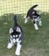 Siberian Husky Puppies for sale in Anza, CA 92539, USA. price: NA