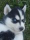Siberian Husky Puppies for sale in Acton, CA 93510, USA. price: NA