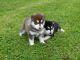 Siberian Husky Puppies for sale in Bradbury, CA 91008, USA. price: NA