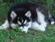 Siberian Husky Puppies for sale in Pueblo, CO, USA. price: $500