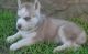 Siberian Husky Puppies for sale in Albany, KY 42602, USA. price: NA