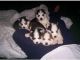 Siberian Husky Puppies for sale in Afton, WY 83110, USA. price: NA