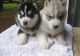 Siberian Husky Puppies for sale in Boulder, CO, USA. price: NA