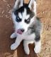 Siberian Husky Puppies for sale in Boston, GA 31626, USA. price: $500