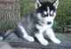 Siberian Husky Puppies for sale in Downey, CA, USA. price: NA