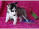 Siberian Husky Puppies for sale in Angoon, AK, USA. price: NA