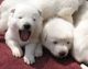 Siberian Husky Puppies for sale in Dothan, AL, USA. price: NA