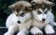 Siberian Husky Puppies for sale in Dothan, AL, USA. price: NA