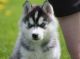 Siberian Husky Puppies for sale in Fairfield, CA, USA. price: NA