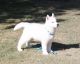 Siberian Husky Puppies for sale in Wilmington, NC, USA. price: NA