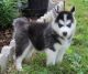 Siberian Husky Puppies for sale in Hendersonville, NC, USA. price: NA