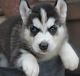 Siberian Husky Puppies for sale in Blenheim, SC, USA. price: $500