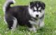 Siberian Husky Puppies for sale in Bay City, OR 97107, USA. price: NA