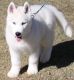 Siberian Husky Puppies for sale in Florence, OR 97439, USA. price: NA