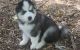 Siberian Husky Puppies for sale in Syracuse, NY, USA. price: $500