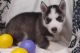 Siberian Husky Puppies for sale in Reno, NV, USA. price: $500