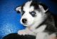 Siberian Husky Puppies for sale in Everett, WA, USA. price: $500