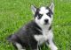 Siberian Husky Puppies for sale in Anawalt, WV 24808, USA. price: NA
